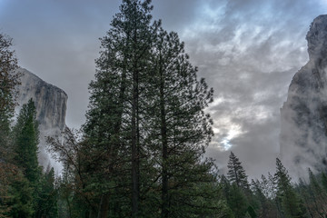 Forest In The Valley