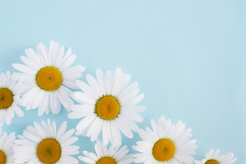 Composition of white chamomile  flowers on a blue background, top view, creative flat layout. 