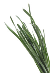 Bunch of green grass.