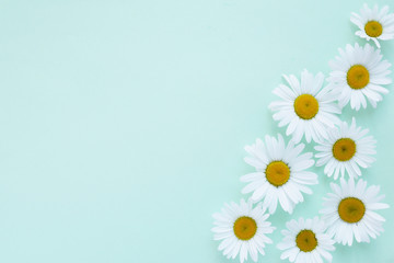 Composition frame of white chamomile  flowers on a green, mint, tiffany color background, top view,...