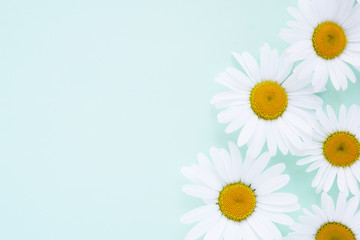 Composition frame of white chamomile  flowers on a green, mint, tiffany color background, top view, creative flat layout.