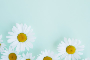Composition frame of white chamomile  flowers on a green, mint, tiffany color background, top view,...