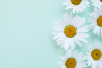 Composition frame of white chamomile  flowers on a green, mint, tiffany color background, top view, creative flat layout.