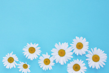 Fototapeta premium Composition of white chamomile flowers on a blue background, top view, creative flat layout. 