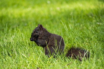 cute black squirrel eating something on the green grassy ground