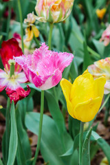 Naklejka premium Focus of big pink and white tulips in hitachi seaside park