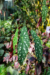 Spotted leaf tropical plant in Singapore