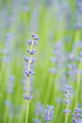 Fototapeta premium bright purple lavender flower field background