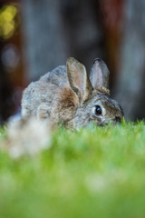 Naklejka na ściany i meble brown rabbit with big eyes hide itself behind grass keep eating in the shade