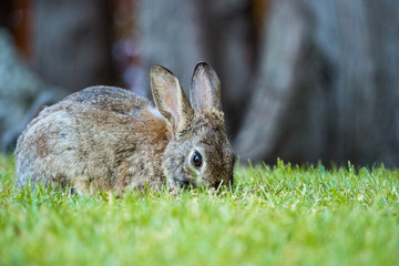 side portrait of brown rabbit eating grass on the grassy filed