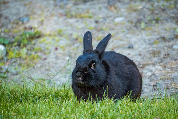 rounded cute black rabbit having food on the grassy ground