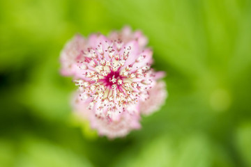 pink Masterwort flower with creamy background