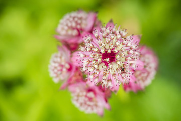 pink great master flowers with creamy green background