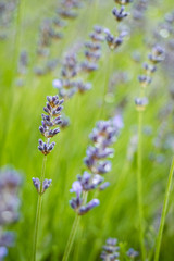 purple lavender flower filed with yellow background in vertical format.