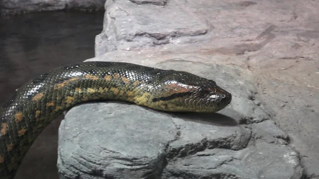Green anaconda (Eunectes murinus). Portrait anaconda.