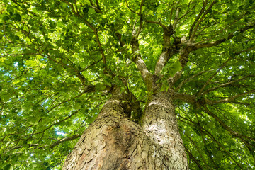 thick and strong tree trunks under bright green foliage on a sunny day