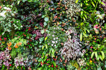 Naklejki  Pionowy ogród kolorowych liściastych roślin tropikalnych w Singapurze