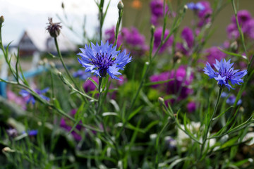 цветок василька