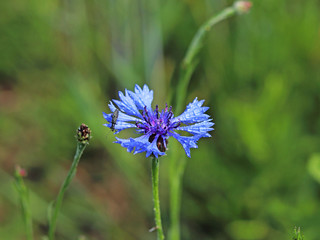 Insect on a Knapweeds flower in the sun. A blue flower in droplets of dew on a blurred green background. Plants of the meadows of the region with a temperate climate. Romantic joyful mood.Holiday card