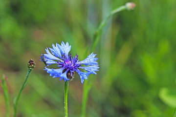 Insect on a Knapweeds flower in the sun. A blue flower in droplets of dew on a blurred green background. Plants of the meadows of the region with a temperate climate. Romantic joyful mood.Holiday card