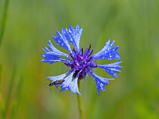 Insect on a Knapweeds flower in the sun. A blue flower in droplets of dew on a blurred green background. Plants of the meadows of the region with a temperate climate. Romantic joyful mood.Holiday card