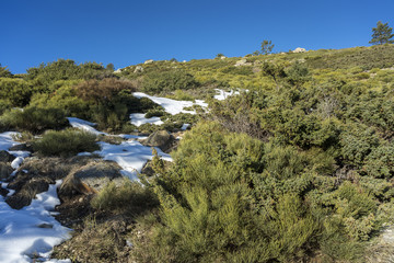 Padded brushwood (Juniperus communis subsp. alpina and Cytisus oromediterraneus) in the municipality of Rascafria, in Guadarrama Mountains National Park, province of Madrid, Spain