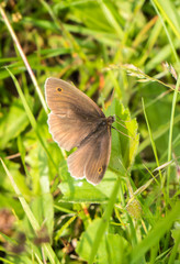 Obraz premium Maniola jurtina,Großes Ochsenauge