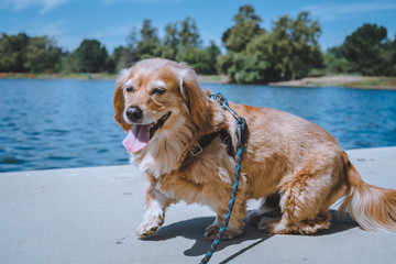 Happy golden dachshund mix dog at the lake