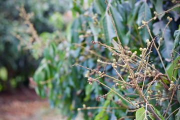 Longan sweet fruit Thai Food 