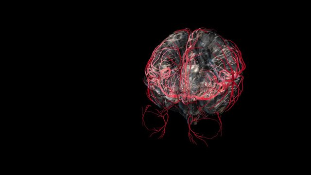 BRAIN-Artery
Human Brain Atlas