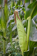 Corn tree food plant nature 