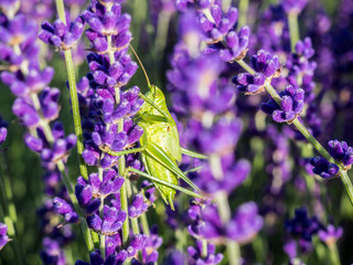 Green Grasshopper on lavender