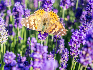 Schmetterling im Lavendelfeld