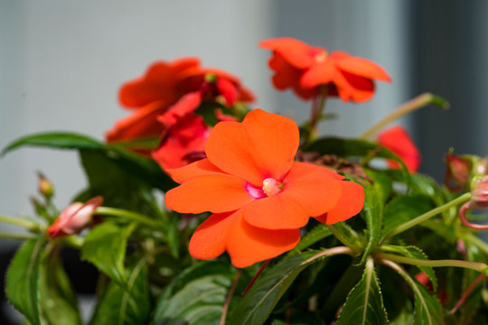 Edellieschen- Bl&uuml;te