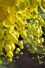 Tree flower yellow nature 