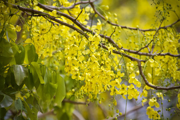 Tree flower yellow plant nature 