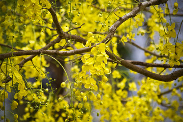 Tree flower yellow plant nature 