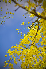 Tree flower yellow plant nature 