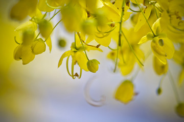 Obraz premium Tree flower yellow plant nature 