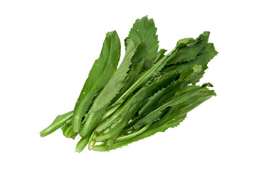 Sawtooth Herb on White Isolated Background
