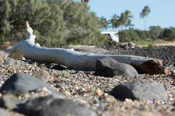 Driftwood washed up on shore along Queensland coastline