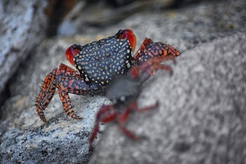Sally Lightfoot Crab or red rock crab, scientific name Grapsus grapsus on rocks in Puerto Vallarta Marina, Mexico. Close up view.