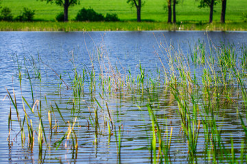 lake and green meadow near the water in sunny day