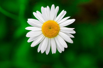 Fototapeta premium Flowering. Chamomile. Blooming chamomile field, Chamomile flowers. Natural herbal treatment
