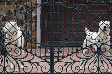 The alabai (central asian shepherd dog) standing at the gate
