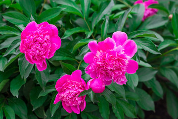 Fototapeta premium Pink peonies in the garden. Blooming pink peony. Closeup of beautiful pink Peonie flower