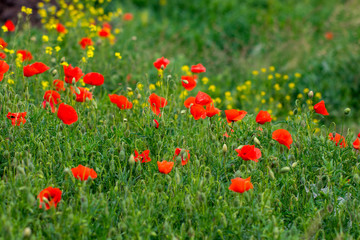 Field of bright red poppy flowers in summer