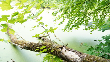 Стволы деревьев упавших в воду и кустарник с зеленой листвой © Vladimir Jhirov