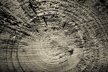 Fototapeta premium Old wooden board or tree for background. Space for text. Toned