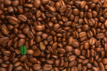 Green coffee beans among brown coffee
